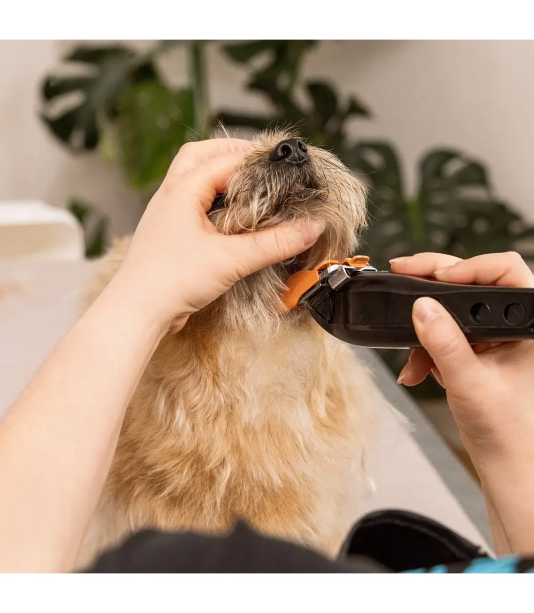  Κουρευτική Μηχανή Σκύλων Ρεύματος 7200rpm Μαύρο 3027683