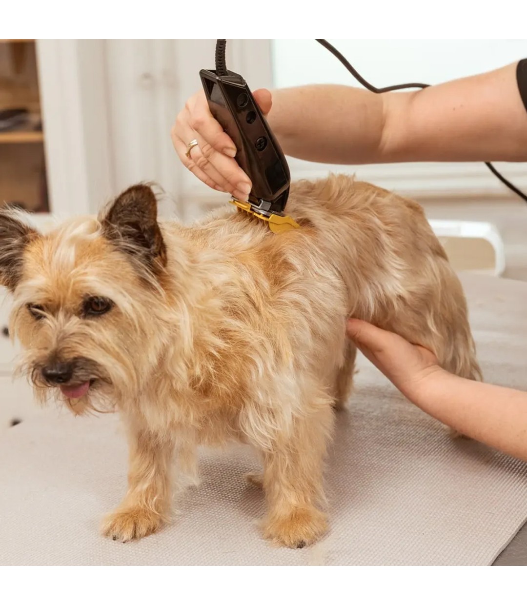  Κουρευτική Μηχανή Σκύλων Ρεύματος 7200rpm Μαύρο 3027683